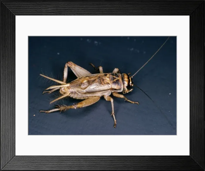 Framed Print : House Cricket Framed Print : House Cricket