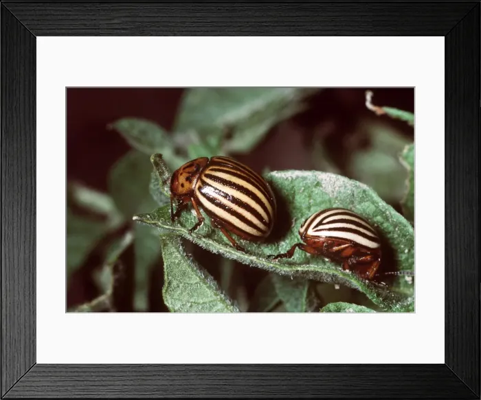 Framed Print : Colorado Beetles Framed Print : Colorado Beetles