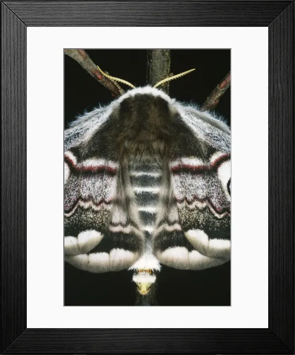 Framed Print : Emperor Moth - Female, calling. Releasing pheromons Framed Print : Emperor Moth - Female, calling. Releasing pheromons