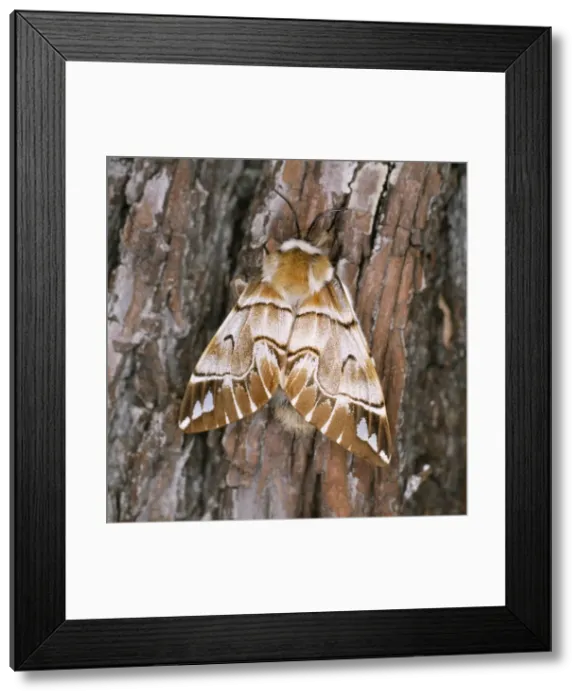 Framed Print : Kentish Glory Moth - female Framed Print : Kentish Glory Moth - female
