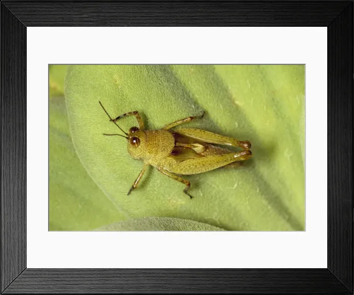 Framed Print : Grasshopper Trinidad Framed Print : Grasshopper Trinidad