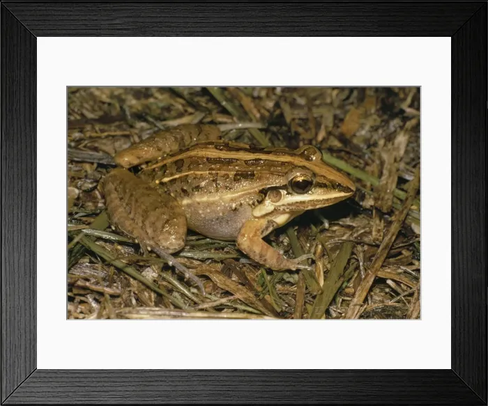 Framed Print : Frog Trinidad Framed Print : Frog Trinidad
