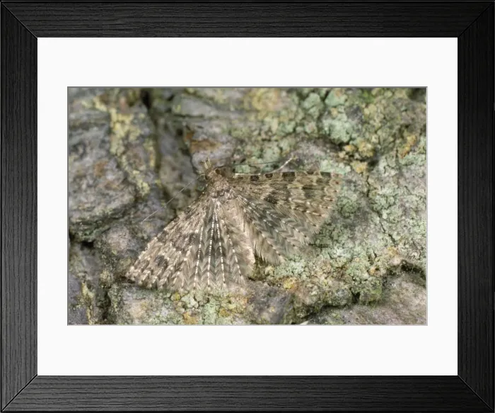 Framed Print : Twenty-plume / Many-plume Moth Framed Print : Twenty-plume / Many-plume Moth