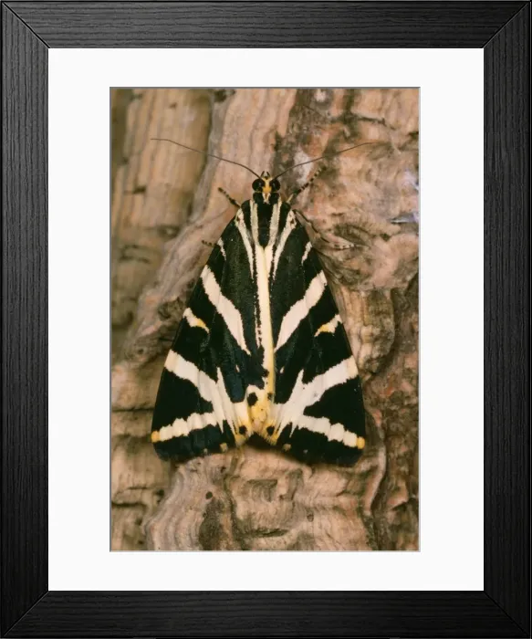 Framed Print : Jersey Tiger Moth Framed Print : Jersey Tiger Moth