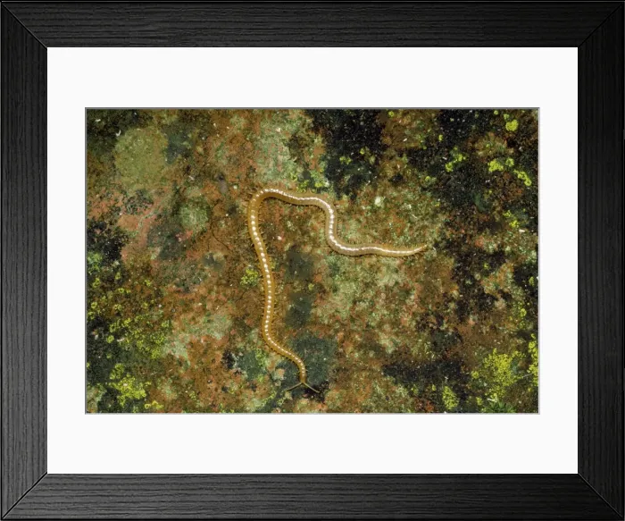 Framed Print : Centipede - luminous Framed Print : Centipede - luminous