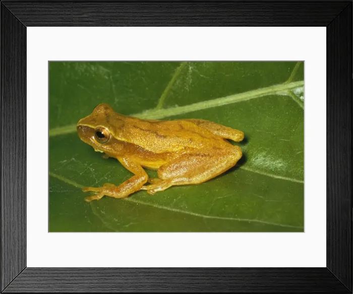 Framed Print : Tree Frog Trinidad Framed Print : Tree Frog Trinidad