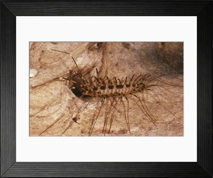 Framed Print : Centipede - in cave Framed Print : Centipede - in cave