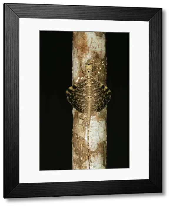 Framed Print : Flying Lizard Malaysia Framed Print : Flying Lizard Malaysia