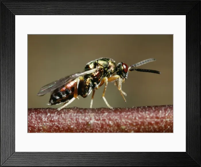 Framed Print : Chalcid Wasp Framed Print : Chalcid Wasp