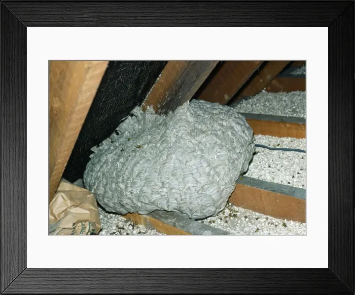 Framed Print : Wasp's Nest - in attic of house Framed Print : Wasp's Nest - in attic of house