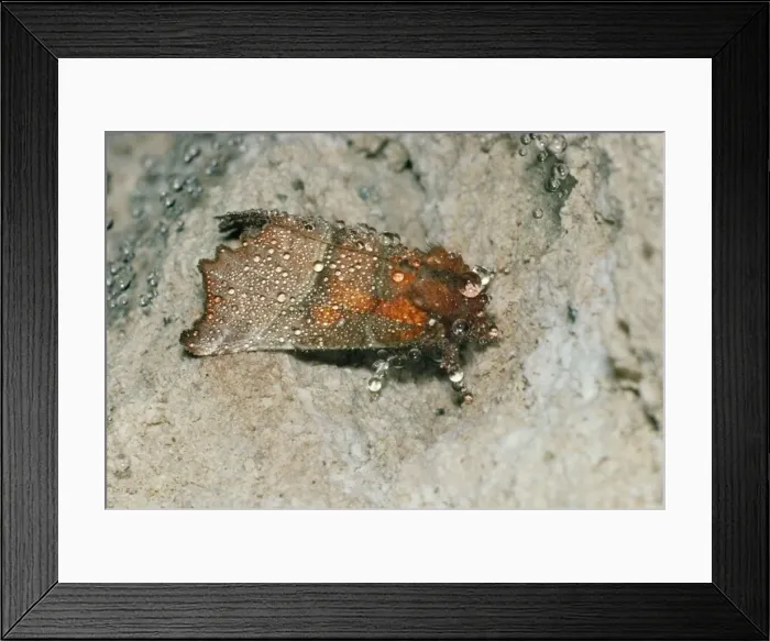 Framed Print : Herald Moth - hibernating in cave, covered in condensation droplets Framed Print : Herald Moth - hibernating in cave, covered in condensation droplets