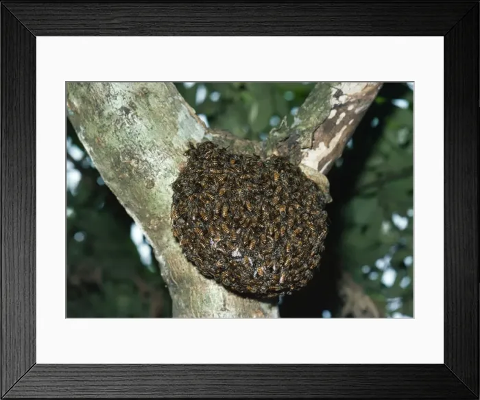 Framed Print : Wild Honey Bee Sri-Lanka Framed Print : Wild Honey Bee Sri-Lanka