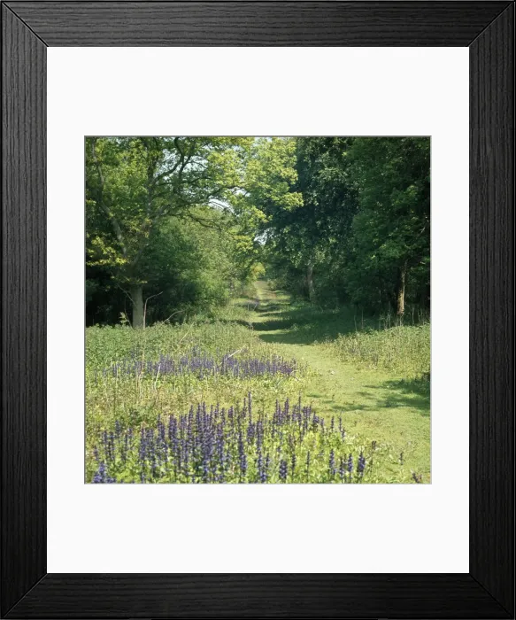 Framed Print : Monks Wood - showing a woodland ride Framed Print : Monks Wood - showing a woodland ride