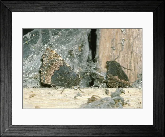 Framed Print : Small Tortoiseshell Butterfly - hibernating Framed Print : Small Tortoiseshell Butterfly - hibernating