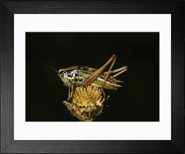 Framed Print : Roesel's bush-cricket Framed Print : Roesel's bush-cricket