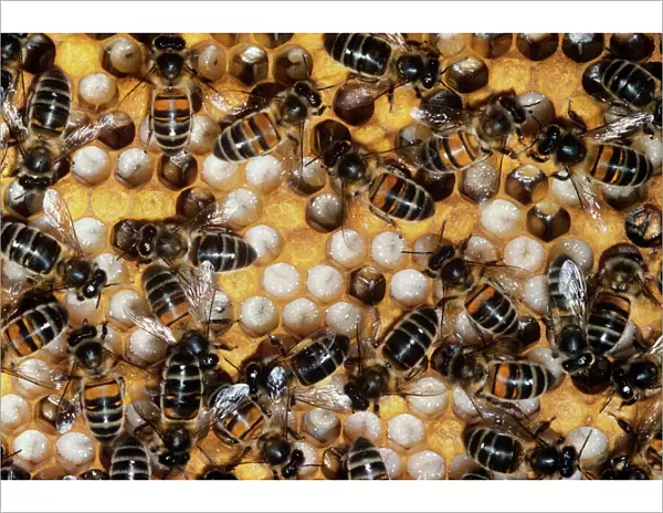 Honey Bees - on comb & brood cells