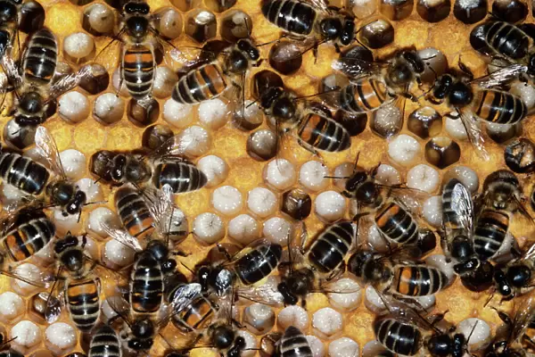Honey Bees - on comb & brood cells
