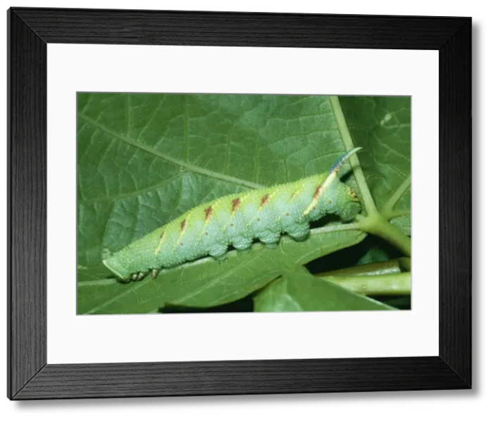 Framed Print : Lime Hawk Moth - Larva Framed Print : Lime Hawk Moth - Larva