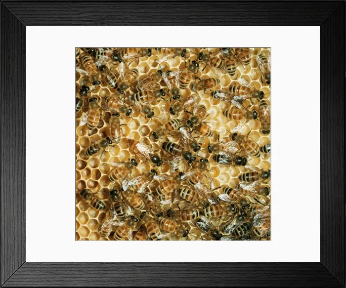 Framed Print : Honey Bee. JLM-9589. Honeybee - mass on comb Framed Print : Honey Bee. JLM-9589. Honeybee - mass on comb