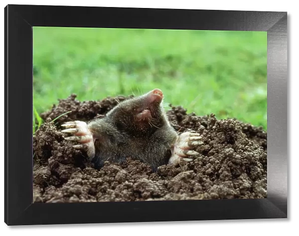 Mole - emerging from hole on surface