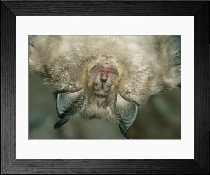 Framed Print : Lesser Horseshoe Bat Framed Print : Lesser Horseshoe Bat