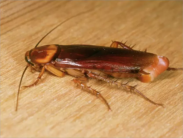 American Cockroach - female with egg sac