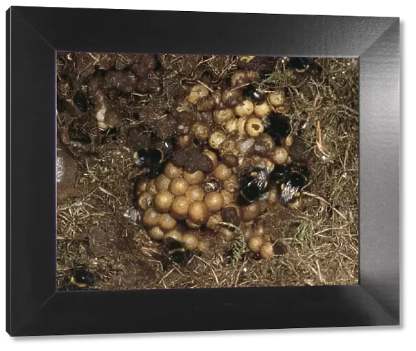 Bumble Bee Nest