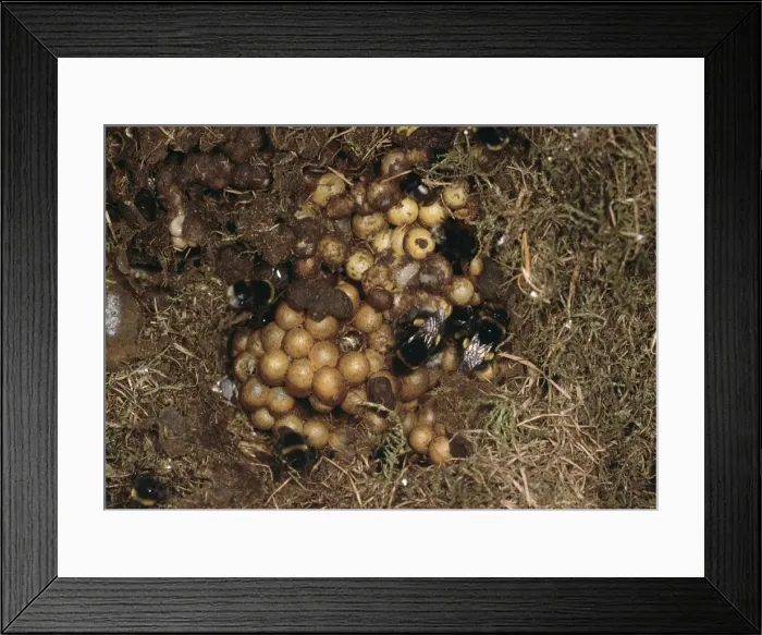 Framed Print : Bumble Bee Nest Framed Print : Bumble Bee Nest
