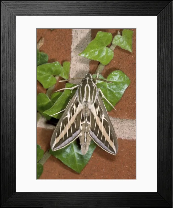 Framed Print : Striped Hawk Moth Framed Print : Striped Hawk Moth