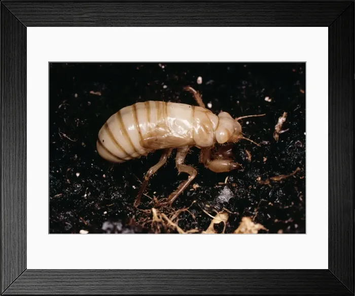 Framed Print : Cicada Subterranean nymph Framed Print : Cicada Subterranean nymph