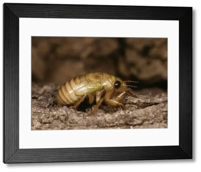 Framed Print : Cicada Full grown nymph Framed Print : Cicada Full grown nymph