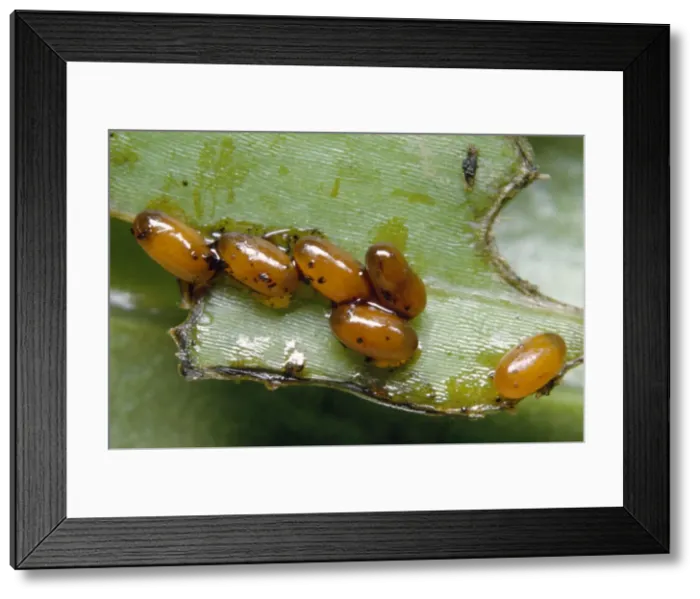 Framed Print : Lily Beetle larvae - eggs Framed Print : Lily Beetle larvae - eggs