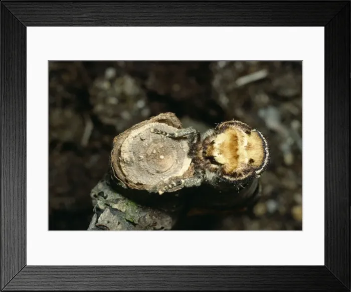 Framed Print : Buff Tip Moth On broken twig Framed Print : Buff Tip Moth On broken twig