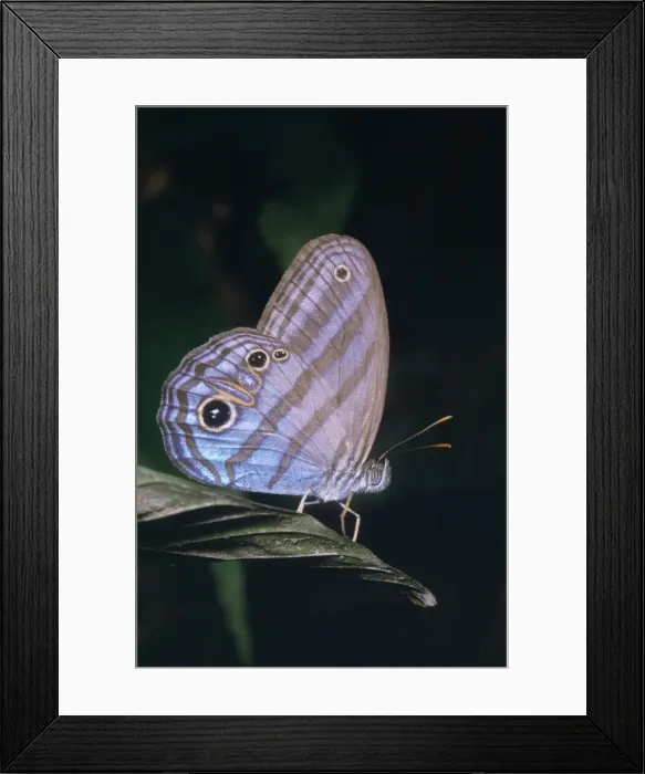 Framed Print : Satyrid Butterfly South America Framed Print : Satyrid Butterfly South America