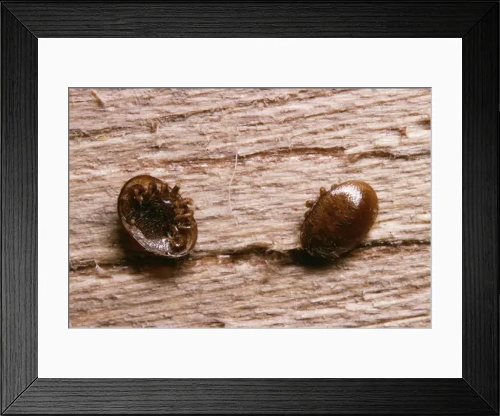 Framed Print : Varroa Mites Cause of disease in Honey Bee colonies Framed Print : Varroa Mites Cause of disease in Honey Bee colonies