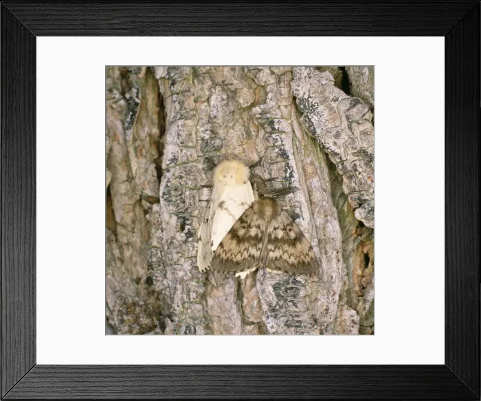 Framed Print : Gypsy Moth - male & female Framed Print : Gypsy Moth - male & female