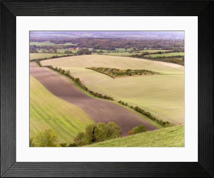 Framed Print : Game Coverts. Inkpen / Inkpen Hill, Berkshire, just under Gallows Down, UK. With game bird shoots charging a four figure sum per day, and the new single payment scheme freeing them from dependancy on stock and crop numbers Framed Print : Game Coverts. Inkpen / Inkpen Hill, Berkshire, just under Gallows Down, UK. With game bird shoots charging a four figure sum per day, and the new single payment scheme freeing them from dependancy on stock and crop numbers