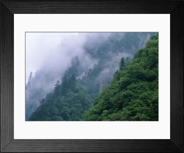 Framed Print : China Sichuan Province Wolong Reserve. (Stronghold of Giant Panda) Mixed Forest (Deciduous & Conifers) Framed Print : China Sichuan Province Wolong Reserve. (Stronghold of Giant Panda) Mixed Forest (Deciduous & Conifers)