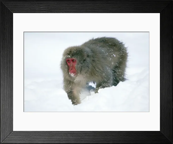 Framed Print : Japanese Macaque Joshinetsu Kogen National Park, Shiga Highlands, Honshu, Japan Framed Print : Japanese Macaque Joshinetsu Kogen National Park, Shiga Highlands, Honshu, Japan