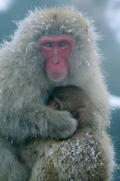 Japanese Macaque Mother & baby, Joshinetsu Kogen National Park, Shia Highlands, Honshu, Japan
