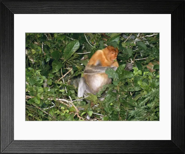 Framed Print : Proboscis Monkey - feeding along river Kinabatangan River, Borneo Framed Print : Proboscis Monkey - feeding along river Kinabatangan River, Borneo