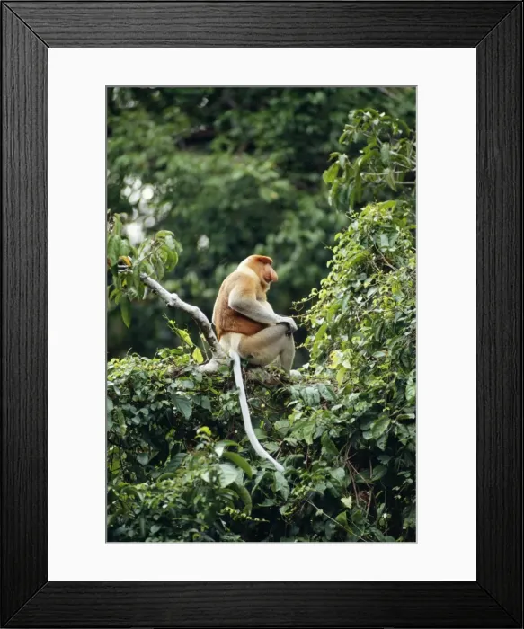 Framed Print : Proboscis Monkey - adult male Riverine forest, Kinabatangan River, Sabah, Malaysia, Borneo Framed Print : Proboscis Monkey - adult male Riverine forest, Kinabatangan River, Sabah, Malaysia, Borneo