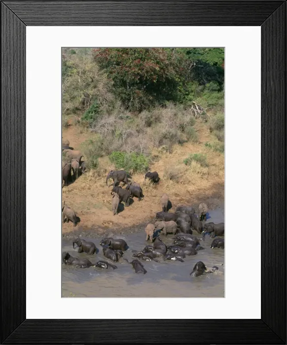 Framed Print : African Elephant - herds meeting to drink / bathe Hluhluwe River Hluhluwe-Umfolozi Gamre Reserve, Natal, South Africa Framed Print : African Elephant - herds meeting to drink / bathe Hluhluwe River Hluhluwe-Umfolozi Gamre Reserve, Natal, South Africa