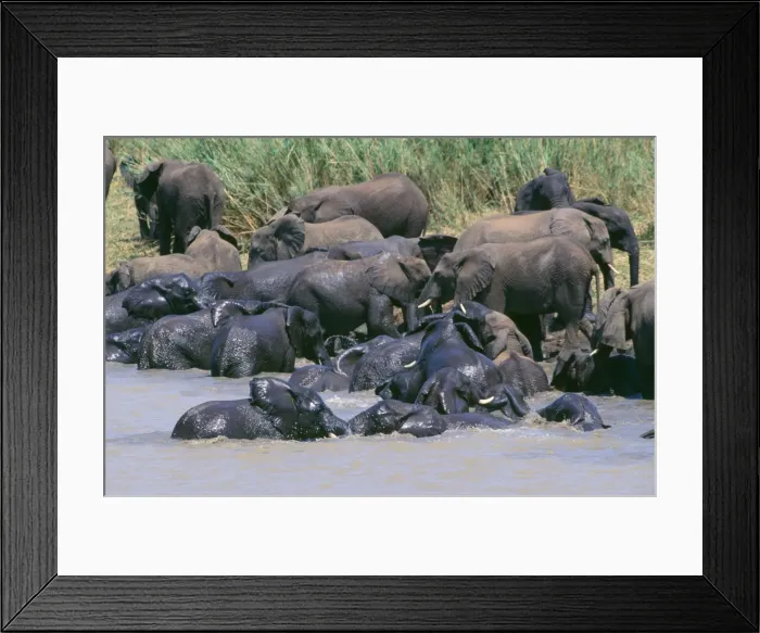Framed Print : African Elephant - bathing Hluhluwe Umfolozi Game Reserve, Natal, South Afrcica Framed Print : African Elephant - bathing Hluhluwe Umfolozi Game Reserve, Natal, South Afrcica