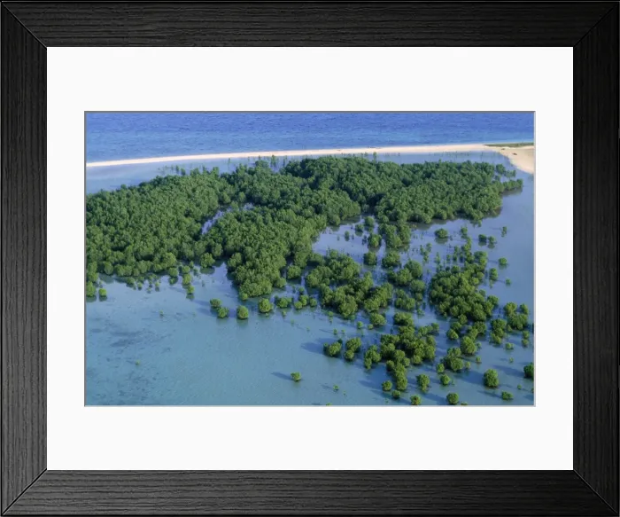 Framed Print : Palawan Philippines - mangrove Honda Bay near Puerto Princesa Framed Print : Palawan Philippines - mangrove Honda Bay near Puerto Princesa