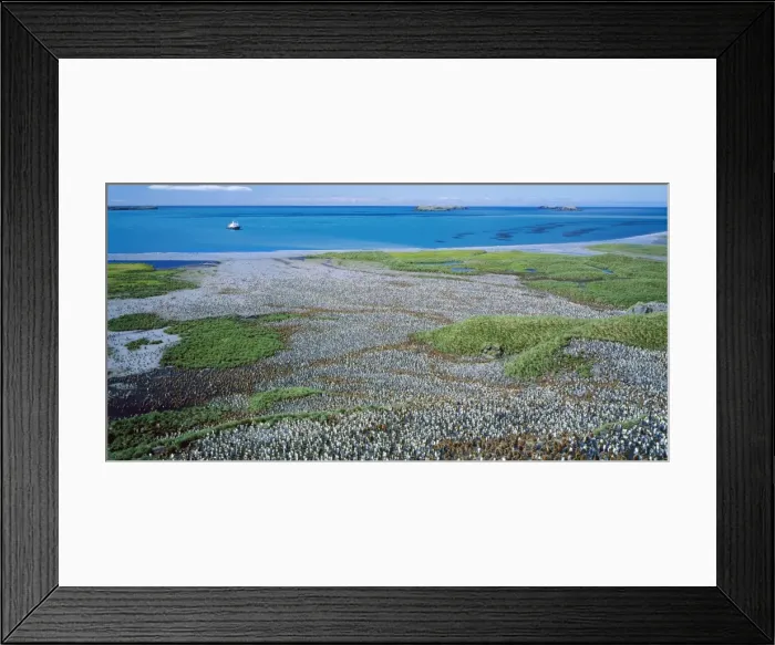 Framed Print : King Penguin - incubating adults & 10 month old chicks. Salisbury plain, South Georgia Framed Print : King Penguin - incubating adults & 10 month old chicks. Salisbury plain, South Georgia