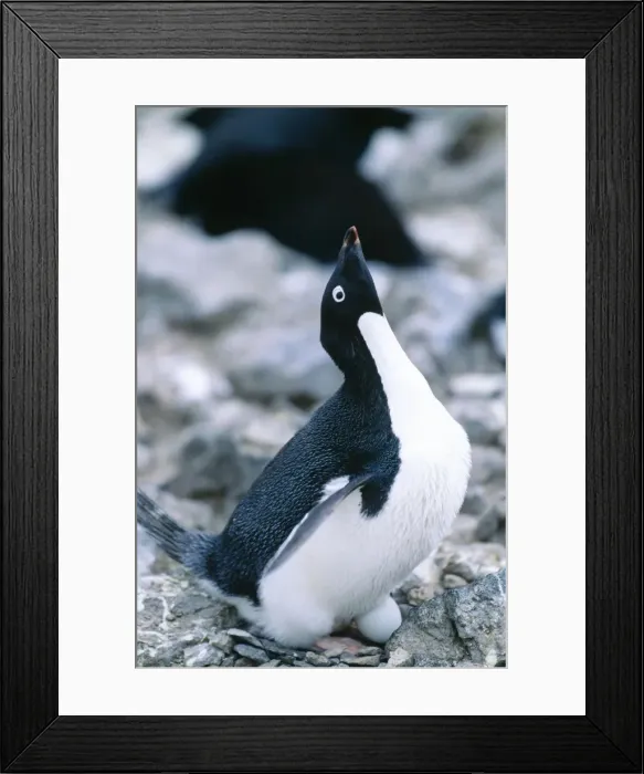 Framed Print : Adelie Penguin Paulet Island, Antarctic Sound Framed Print : Adelie Penguin Paulet Island, Antarctic Sound