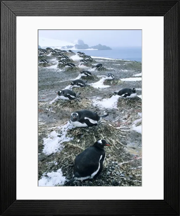 Framed Print : Gentoo Penguins - Nesting Aitcho Island, South Shetland Islands Framed Print : Gentoo Penguins - Nesting Aitcho Island, South Shetland Islands