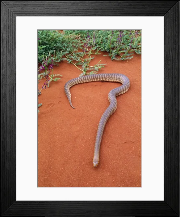 Framed Print : Woma Python Desert regions central / western Australia. Fam: Boidae Framed Print : Woma Python Desert regions central / western Australia. Fam: Boidae