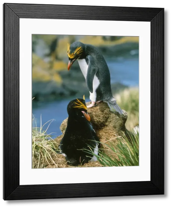 Framed Print : Macaroni Penguin - incubating eggs, early December. Hercules Bay, South Georgia Framed Print : Macaroni Penguin - incubating eggs, early December. Hercules Bay, South Georgia